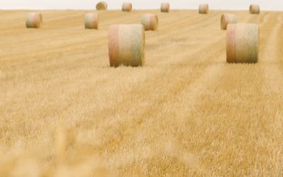 Un cri doux pour la Terre et pour nos enfants