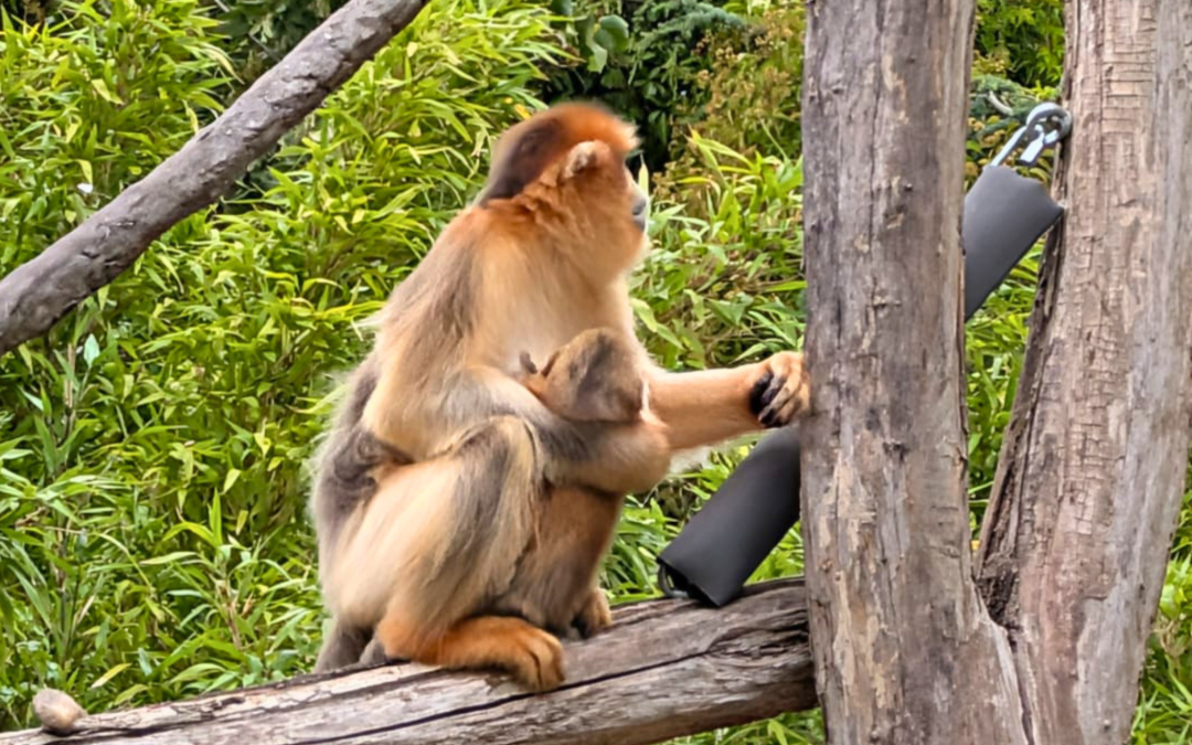 À Pairi Daiza, deux petites vies portent désormais un prénom…